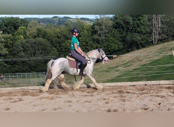 Cob Irlandese / Tinker / Gypsy Vanner, Castrone, 4 Anni, 123 cm, Pezzato