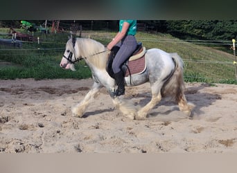 Cob Irlandese / Tinker / Gypsy Vanner, Castrone, 4 Anni, 123 cm, Pezzato