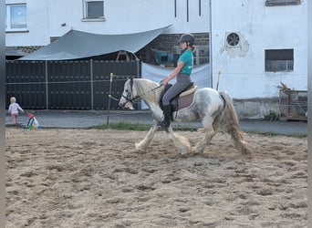 Cob Irlandese / Tinker / Gypsy Vanner, Castrone, 4 Anni, 123 cm, Pezzato