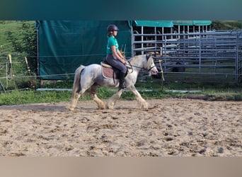 Cob Irlandese / Tinker / Gypsy Vanner, Castrone, 4 Anni, 123 cm, Pezzato