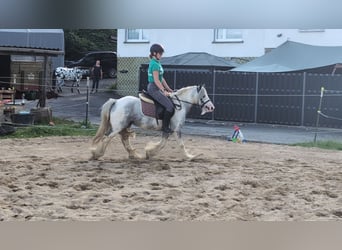 Cob Irlandese / Tinker / Gypsy Vanner, Castrone, 4 Anni, 123 cm, Pezzato