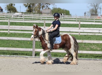 Cob Irlandese / Tinker / Gypsy Vanner, Castrone, 4 Anni, 124 cm, Pezzato