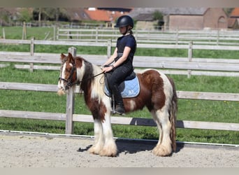 Cob Irlandese / Tinker / Gypsy Vanner, Castrone, 4 Anni, 124 cm, Pezzato