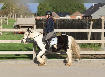 Cob Irlandese / Tinker / Gypsy Vanner, Castrone, 4 Anni, 127 cm, Pezzato