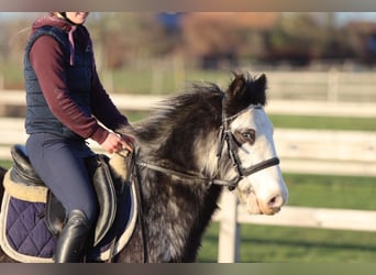 Cob Irlandese / Tinker / Gypsy Vanner, Castrone, 4 Anni, 128 cm, Dunalino