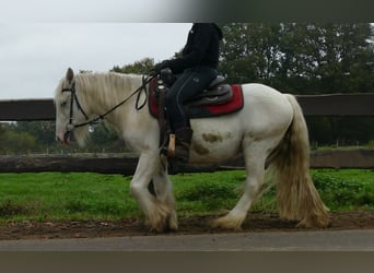 Cob Irlandese / Tinker / Gypsy Vanner, Castrone, 4 Anni, 129 cm, Champagne