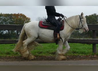Cob Irlandese / Tinker / Gypsy Vanner, Castrone, 4 Anni, 129 cm, Champagne