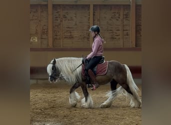 Cob Irlandese / Tinker / Gypsy Vanner, Castrone, 4 Anni, 132 cm, Sauro scuro