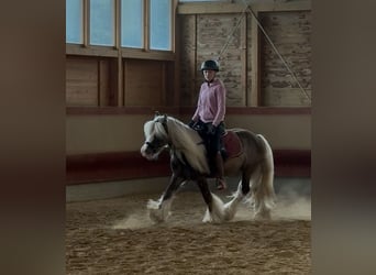 Cob Irlandese / Tinker / Gypsy Vanner, Castrone, 4 Anni, 132 cm, Sauro scuro
