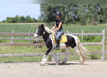 Cob Irlandese / Tinker / Gypsy Vanner, Castrone, 4 Anni, 133 cm, Pezzato