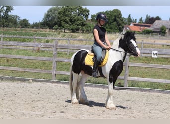 Cob Irlandese / Tinker / Gypsy Vanner, Castrone, 4 Anni, 133 cm, Pezzato