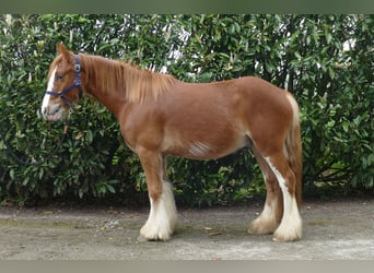 Cob Irlandese / Tinker / Gypsy Vanner, Castrone, 4 Anni, 135 cm, Sauro
