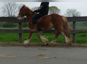 Cob Irlandese / Tinker / Gypsy Vanner, Castrone, 4 Anni, 135 cm, Sauro