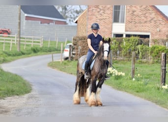 Cob Irlandese / Tinker / Gypsy Vanner, Castrone, 4 Anni, 136 cm, Morello