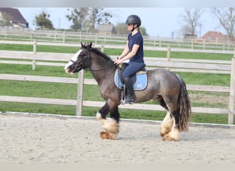 Cob Irlandese / Tinker / Gypsy Vanner, Castrone, 4 Anni, 136 cm, Morello