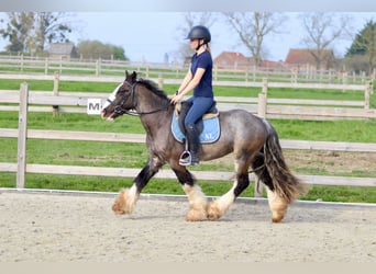 Cob Irlandese / Tinker / Gypsy Vanner, Castrone, 4 Anni, 136 cm, Morello