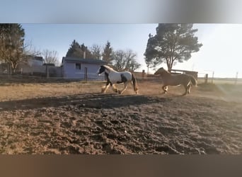 Cob Irlandese / Tinker / Gypsy Vanner, Castrone, 4 Anni, 136 cm, Pezzato