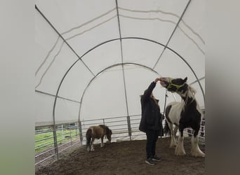 Cob Irlandese / Tinker / Gypsy Vanner, Castrone, 4 Anni, 136 cm, Pezzato