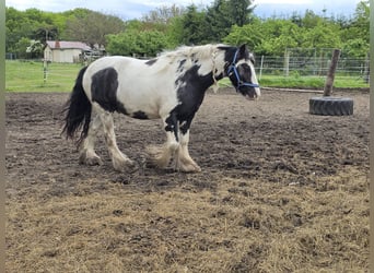 Cob Irlandese / Tinker / Gypsy Vanner, Castrone, 4 Anni, 136 cm, Pezzato
