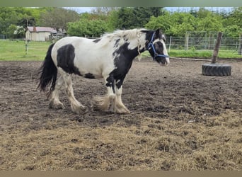 Cob Irlandese / Tinker / Gypsy Vanner, Castrone, 4 Anni, 136 cm, Pezzato
