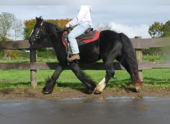 Cob Irlandese / Tinker / Gypsy Vanner, Castrone, 4 Anni, 137 cm, Morello
