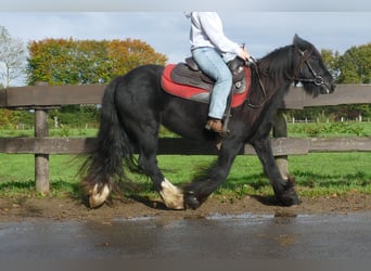 Cob Irlandese / Tinker / Gypsy Vanner, Castrone, 4 Anni, 137 cm, Morello