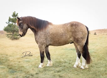 Cob Irlandese / Tinker / Gypsy Vanner Mix, Castrone, 4 Anni, 137 cm, Pelle di daino