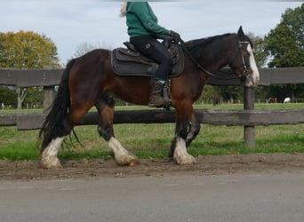 Cob Irlandese / Tinker / Gypsy Vanner, Castrone, 4 Anni, 139 cm, Baio