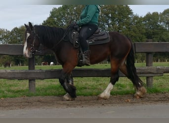 Cob Irlandese / Tinker / Gypsy Vanner, Castrone, 4 Anni, 139 cm, Baio