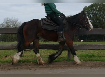 Cob Irlandese / Tinker / Gypsy Vanner, Castrone, 4 Anni, 139 cm, Baio