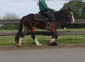 Cob Irlandese / Tinker / Gypsy Vanner, Castrone, 4 Anni, 139 cm, Baio