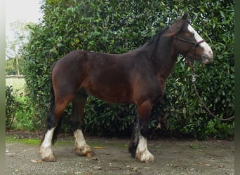 Cob Irlandese / Tinker / Gypsy Vanner, Castrone, 4 Anni, 139 cm, Baio