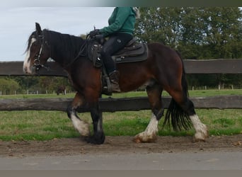 Cob Irlandese / Tinker / Gypsy Vanner, Castrone, 4 Anni, 139 cm, Baio