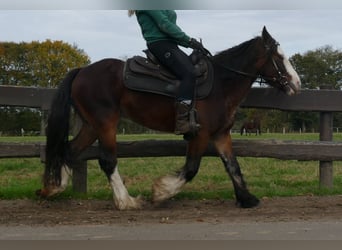 Cob Irlandese / Tinker / Gypsy Vanner, Castrone, 4 Anni, 139 cm, Baio