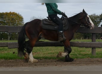 Cob Irlandese / Tinker / Gypsy Vanner, Castrone, 4 Anni, 139 cm, Baio