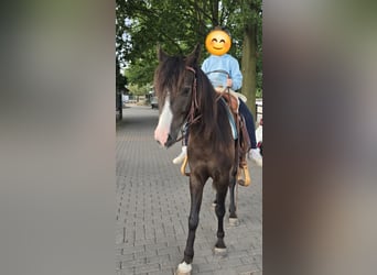 Cob Irlandese / Tinker / Gypsy Vanner Mix, Castrone, 4 Anni, 140 cm, Baio nero