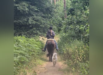 Cob Irlandese / Tinker / Gypsy Vanner Mix, Castrone, 4 Anni, 140 cm, Baio nero