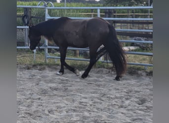 Cob Irlandese / Tinker / Gypsy Vanner Mix, Castrone, 4 Anni, 140 cm, Baio nero