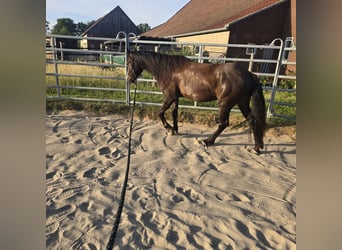 Cob Irlandese / Tinker / Gypsy Vanner Mix, Castrone, 4 Anni, 140 cm, Baio nero