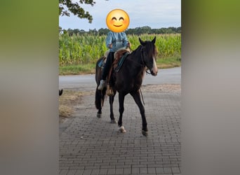 Cob Irlandese / Tinker / Gypsy Vanner Mix, Castrone, 4 Anni, 140 cm, Baio nero