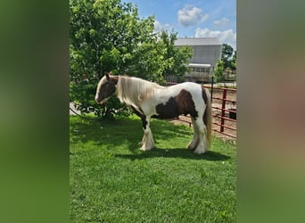 Cob Irlandese / Tinker / Gypsy Vanner, Castrone, 4 Anni, 140 cm, Pezzato