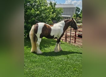 Cob Irlandese / Tinker / Gypsy Vanner, Castrone, 4 Anni, 140 cm, Pezzato
