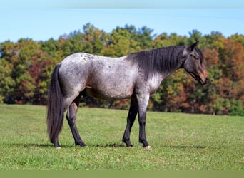 Cob Irlandese / Tinker / Gypsy Vanner Mix, Castrone, 4 Anni, 142 cm, Baio roano