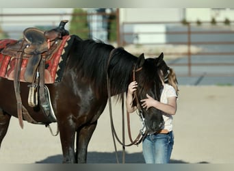 Cob Irlandese / Tinker / Gypsy Vanner Mix, Castrone, 4 Anni, 142 cm, Morello