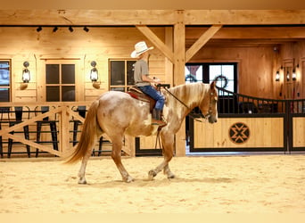 Cob Irlandese / Tinker / Gypsy Vanner Mix, Castrone, 4 Anni, 142 cm