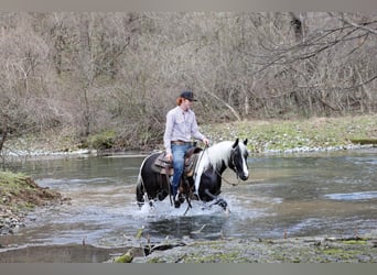 Cob Irlandese / Tinker / Gypsy Vanner Mix, Castrone, 4 Anni, 142 cm, Pezzato