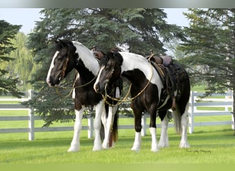 Cob Irlandese / Tinker / Gypsy Vanner Mix, Castrone, 4 Anni, 142 cm, Pezzato