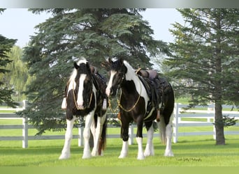 Cob Irlandese / Tinker / Gypsy Vanner Mix, Castrone, 4 Anni, 142 cm, Pezzato