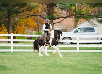 Cob Irlandese / Tinker / Gypsy Vanner Mix, Castrone, 4 Anni, 142 cm, Pezzato