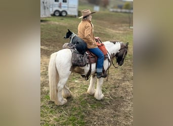Cob Irlandese / Tinker / Gypsy Vanner, Castrone, 4 Anni, 142 cm, Tobiano-tutti i colori